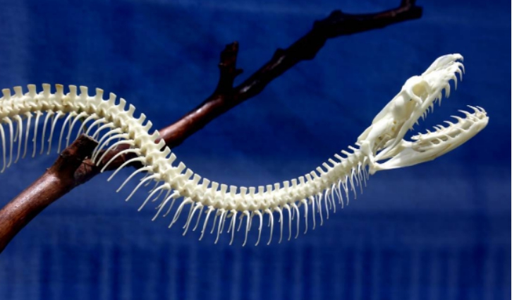 蟒蛇|当被蟒蛇活吞，立刻用刀划开它的肚子，还有存活的机会吗？