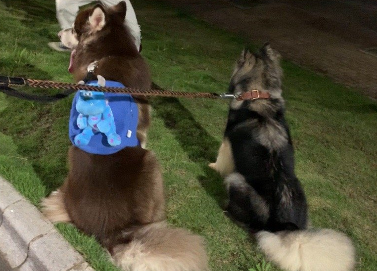 如何改善阿拉斯加散手没？