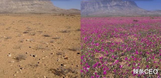 蜂蜜|唯一能吃的蚂蚁：蜜罐蚁，肚子鼓得像葡萄，挖一窝就能让你吃饱