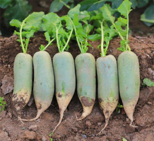 食材|法国有鹅肝，俄罗斯有鱼子酱，日本有和牛，中国有什么顶尖食材？