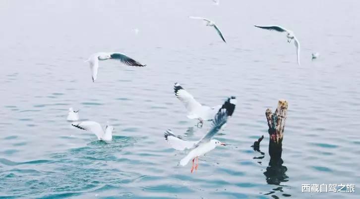 旅行|国内必去的100个地方，去过60个，称得上真正的旅行达人