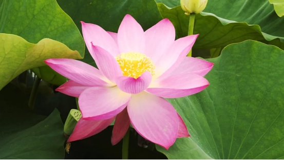 『普者黑』此景只应天上有，人间难得几回见！！！