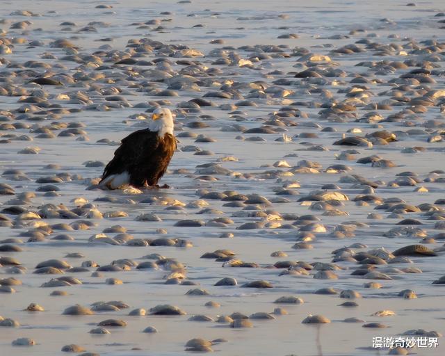 狐狸|动物惨遭冻结的22个画面，看得我全身发冷……