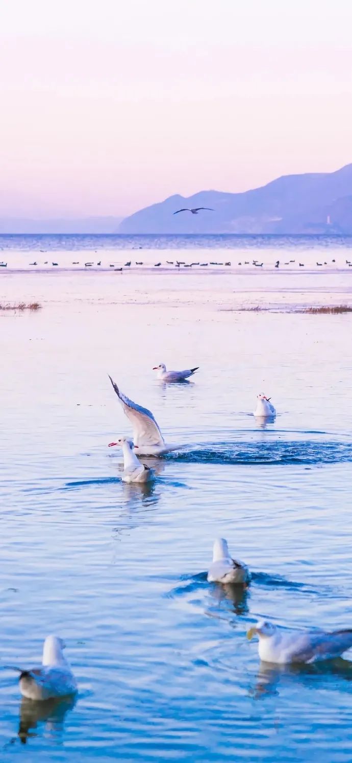 记摄人间|高清手机壁纸美图，我也想要，秋天的第一杯奶茶