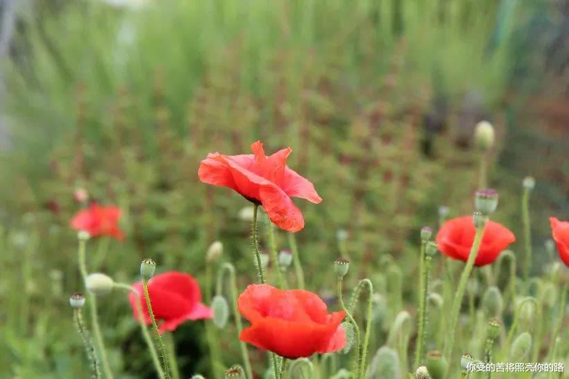 『吉星』未来五个月吉星入命,横财飞入宅门,贵人八方来的四属相