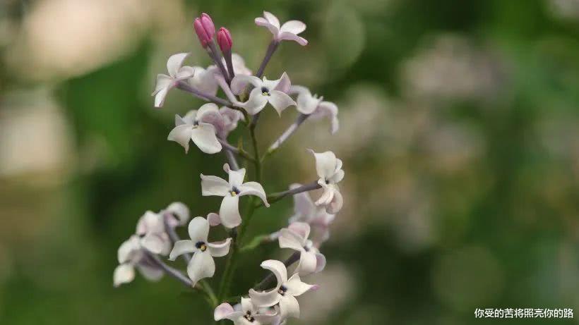 运势@6月起贵人助，运势顺遂，财源滚滚，福进家门财到口袋的四属相