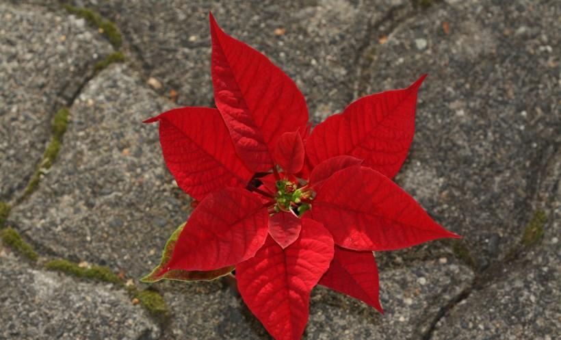 狮子座|10月中旬，秋意渐浓，良缘到来，和意中人如胶似漆的四大星座