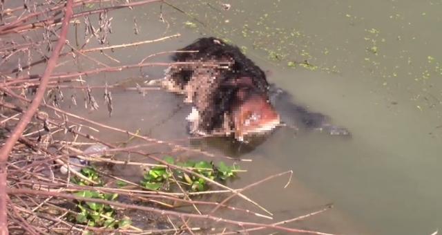 食人鱼|安徽巢湖，成群“食人鱼”在湖边树林游荡，钓鱼人蜂拥而至