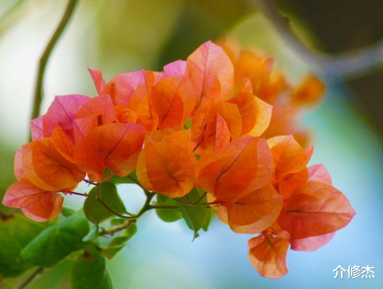 双鱼座|10月上旬期间，姻缘不请自来，将喜获真爱，共浴爱河的4大星座