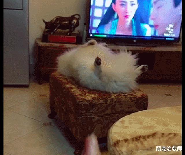 主人叫萨摩耶半天都不动，一说出去玩它马上叼来牵引绳，太真实了