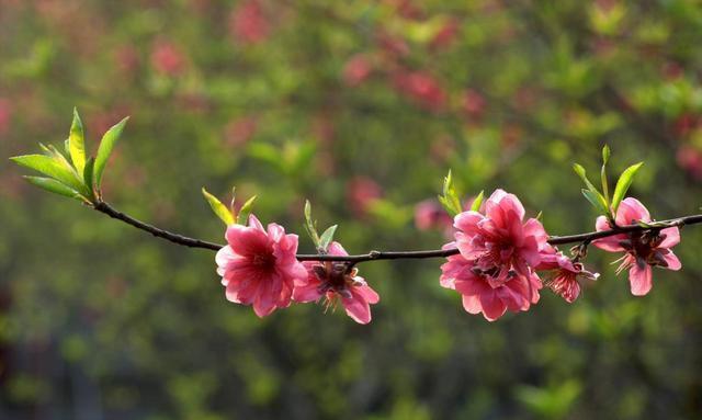 摩羯座|事业平步青云，几大星座未来半年有惊喜好运，终将美梦成真