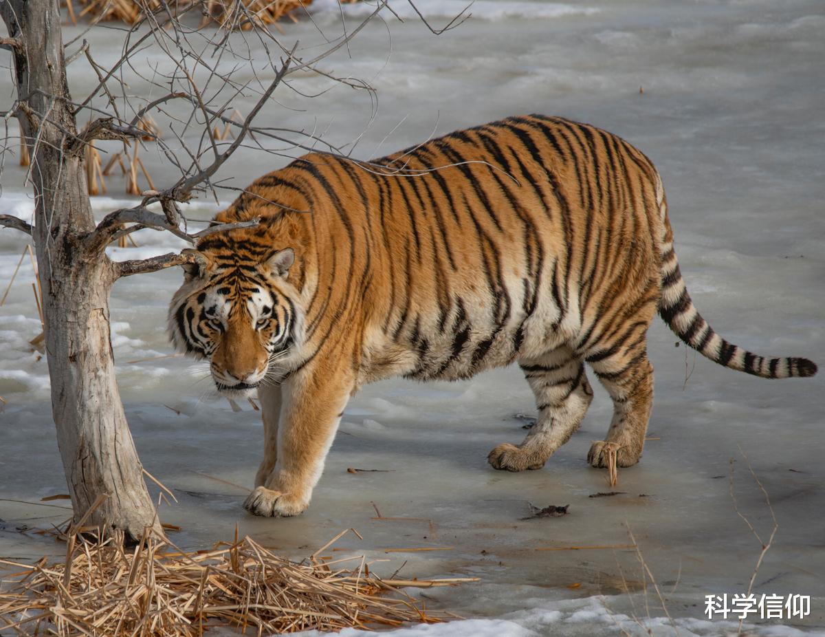 |为什么没有以人类为食的生物，未来会有吗？以前曾有过