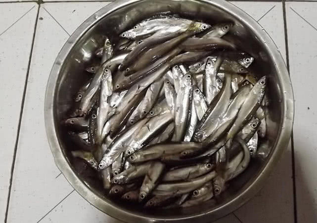 []万能鱼饵非蚯蚓莫属？不，还有苍蝇也可以钓鱼