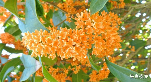 #巨蟹座#5月，旧情未断，旧情人没走，3生肖思念入骨，回头勇敢追回爱情