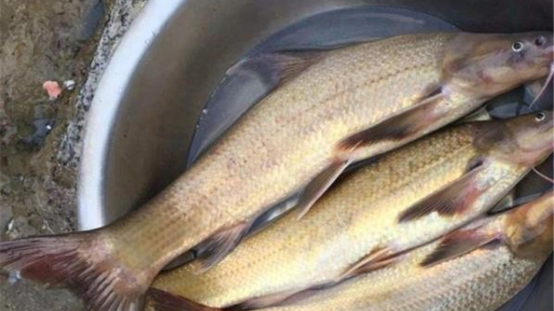 |我国“最惨”的鱼,因味道太好被吃到濒危,价格飙升至180元一斤