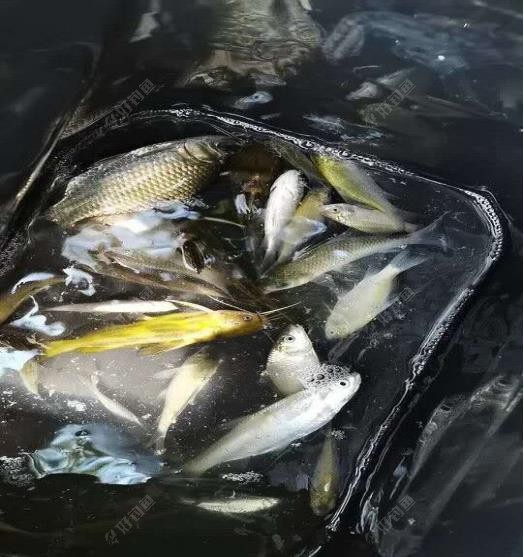 饵料|雨天垂钓---钓鱼人的浪漫情