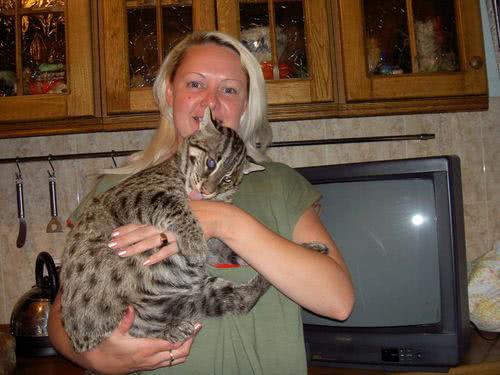 老虎■自然界最难养的猫科动物:不是狮子也不是老虎,而是最喜欢捕鱼的它