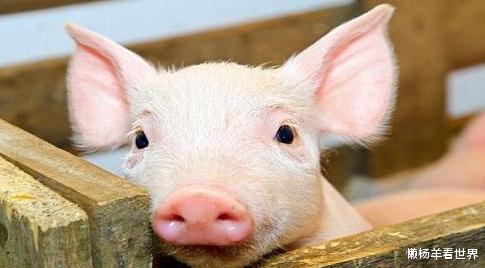 猪肉|累计投放49万吨肉去哪了？难怪猪肉价不跌，原来都被“他们”买走了！