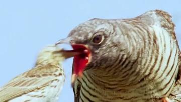 @布谷鸟,你可能常见,但它们的“卑劣”真面目,你未必了解