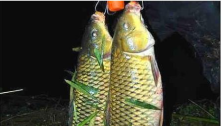 高峰|都说夜钓鱼口好,你却找不到鱼?详细找鱼儿的技巧 看完你就知道了