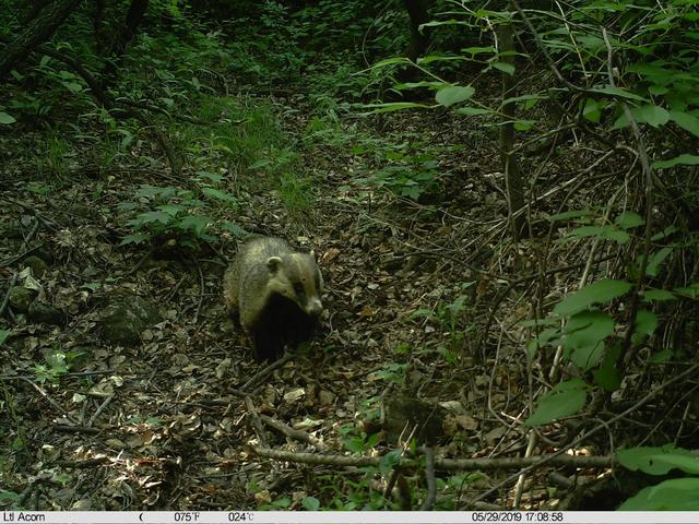 北京日报客户端|北京松山藏着二百多台红外相机！来看都拍到了啥