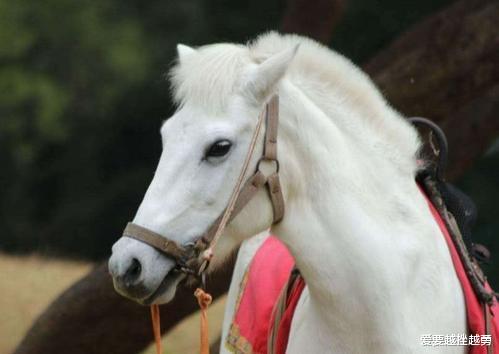 杨洁@1997年,白龙马惨死马棚,杨洁泪崩,尸骨无存背后是人性的丑恶
