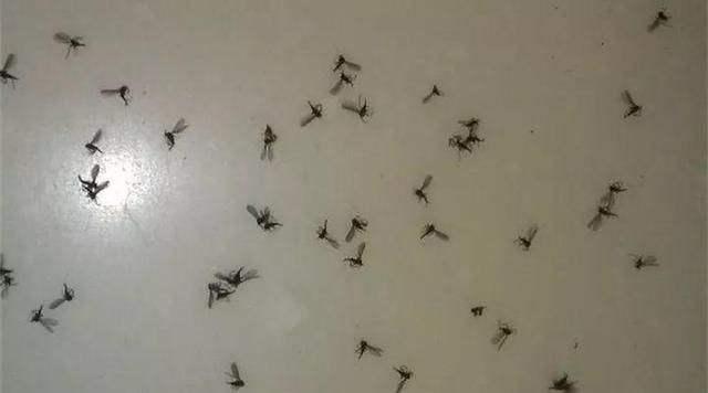 ▲天一热小飞虫又开始了，多注意这几个地方，将虫子灭干净