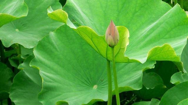 星座女|友善待人，温柔安静的星座女，让人忍不住想要接近