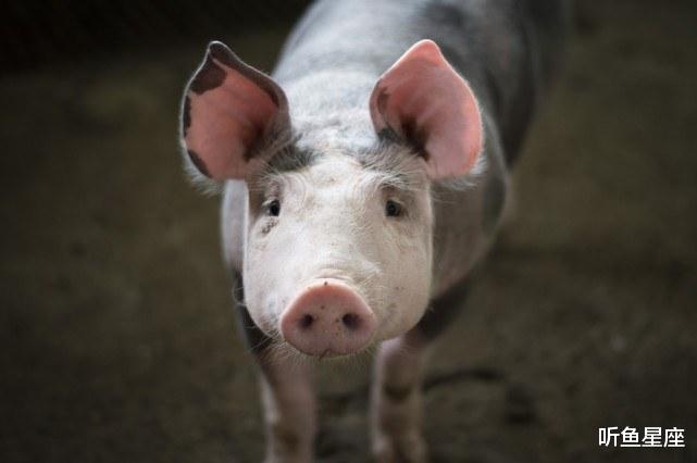 生肖|未来两周，3生肖好事临门，左手来财右手来喜，生活如意