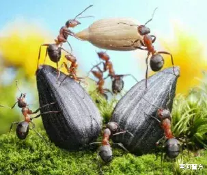 南河警方|太危险！女子景区内被咬，命悬一线！这虫广东很常见，已有多人中招