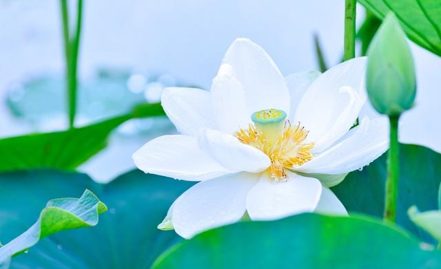 生肖|下周，前缘苏醒，迷途知返，旧情回温，与前任良缘继续的四大星座