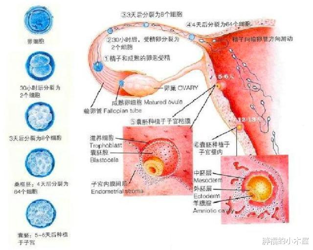 【微生物】人类体内共有380万亿多个病毒，为什么我们却活得好好的？