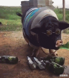 |985离职率太高,老板:不如多招点大专生,他们才是真正能干