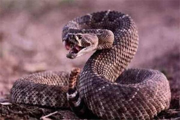 毒蛇：世界10大毒蛇，眼镜王蛇和黑曼巴蛇上榜，你有遇到过吗？
