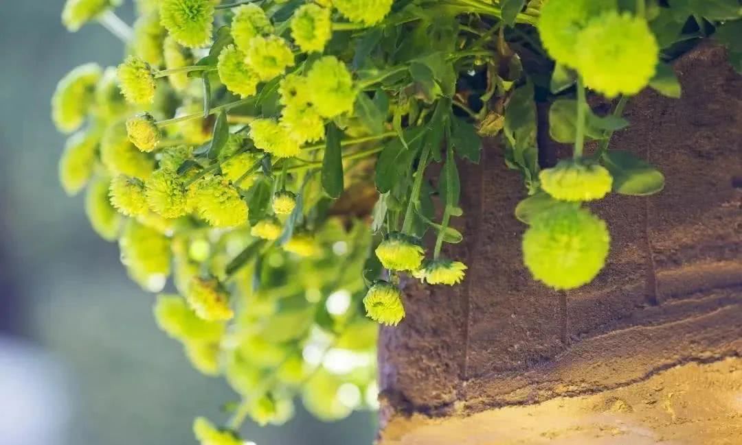 『生肖』5月中旬开始财运红透半边天，4生肖前有摇钱树，后有聚宝盆