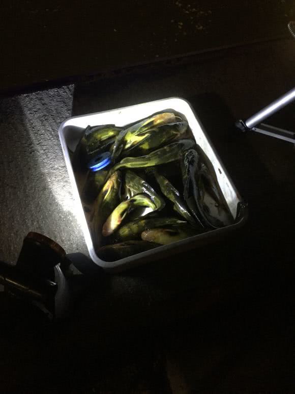 「浙江省」浙江河道黄颡鱼大爆发,夜晚成群结队岸边游荡,钓鱼人:鱼饵不够吃