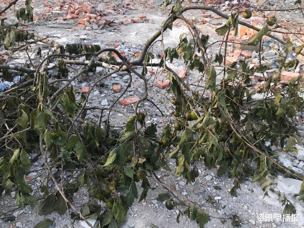 资讯早播报|苏州黄桥一棵满载50年回忆的柿子树，挂满果实突然被砍……