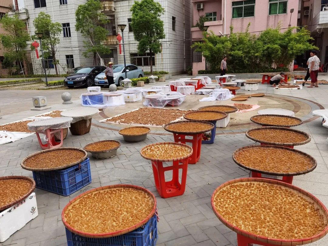 ＂原＂厚街发布|最近，厚街上空都飘着这三个字：晒龙眼！