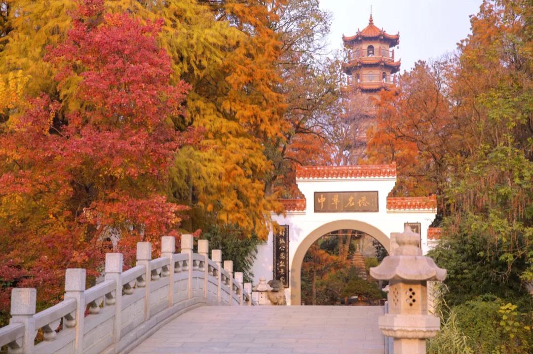 武汉|武汉有一宝藏公园,一到秋天美成画,一个本地人都爱去的地方