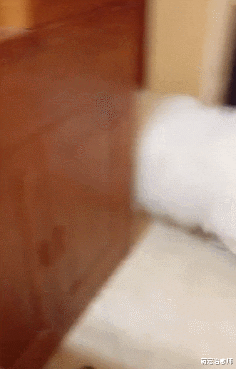 主人叫萨摩耶半天都不动，一说出去玩它马上叼来牵引绳，太真实了