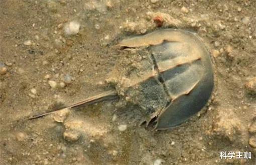 |世界上唯一蓝色血液生物，活了4亿年，救了无数人类却救不活自己
