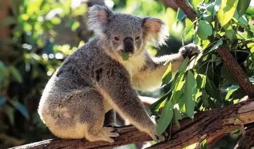 科学家|澳大利亚大火后，植被复苏，本来是好事，为什么科学家却不高兴？