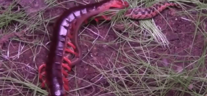 五毒：巨型蜈蚣——加大版的五毒之首到底有多可怕？