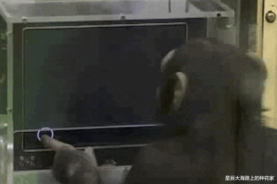 黑猩猩|表面上一夫一妻的动物,私底下混乱不堪!它们无法经受交配的诱惑!