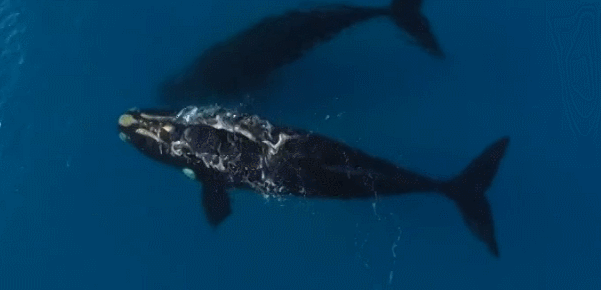 鲸鱼@鲸鱼头顶喷的居然不是海水，而是“毒气”！