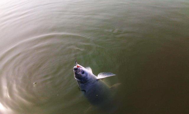 垂钓青鱼：不开口，经常切线问题应对方法分享
