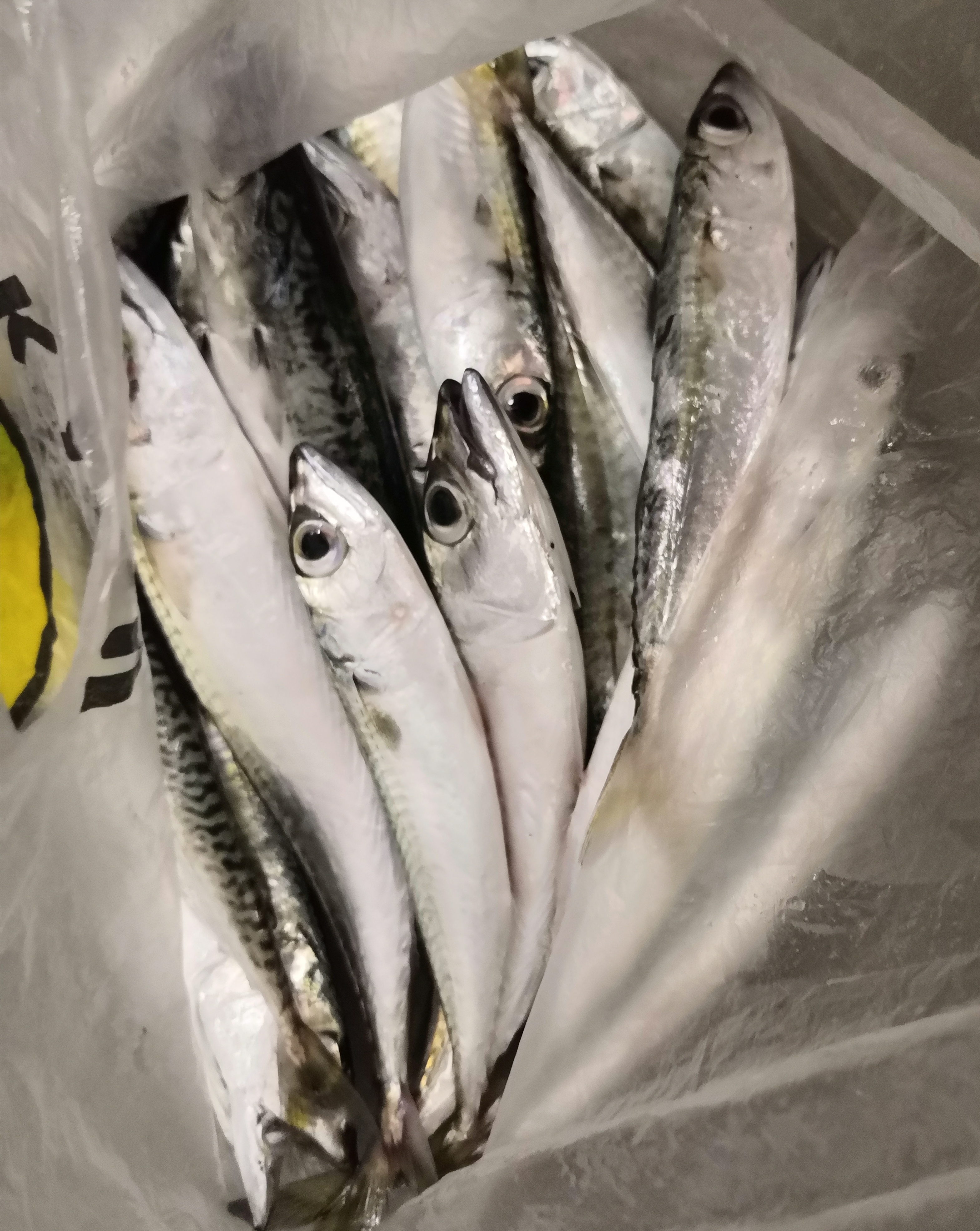 女孩▲钓起十七条鱼，餐馆加工成十九条 （嵊泗列岛雾岛篇）