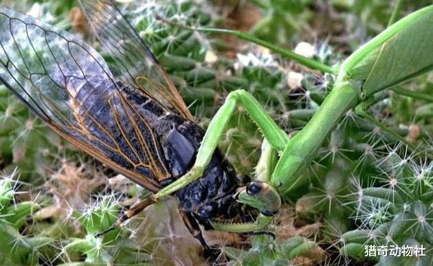 『』知了猴只有晚上才出土，它是如何知道白天和黑夜的？