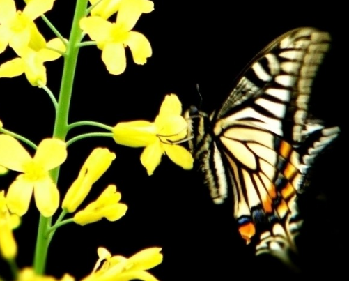 运势：7月份开始，4属相运势转好，收入水涨船高，日子越过越顺心