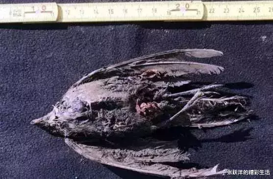 遗骸|末日就要来了？冰盖消失万年遗骸现世！人类生存岌岌可危！